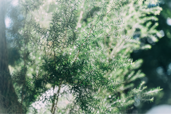 コニーズシャンプー